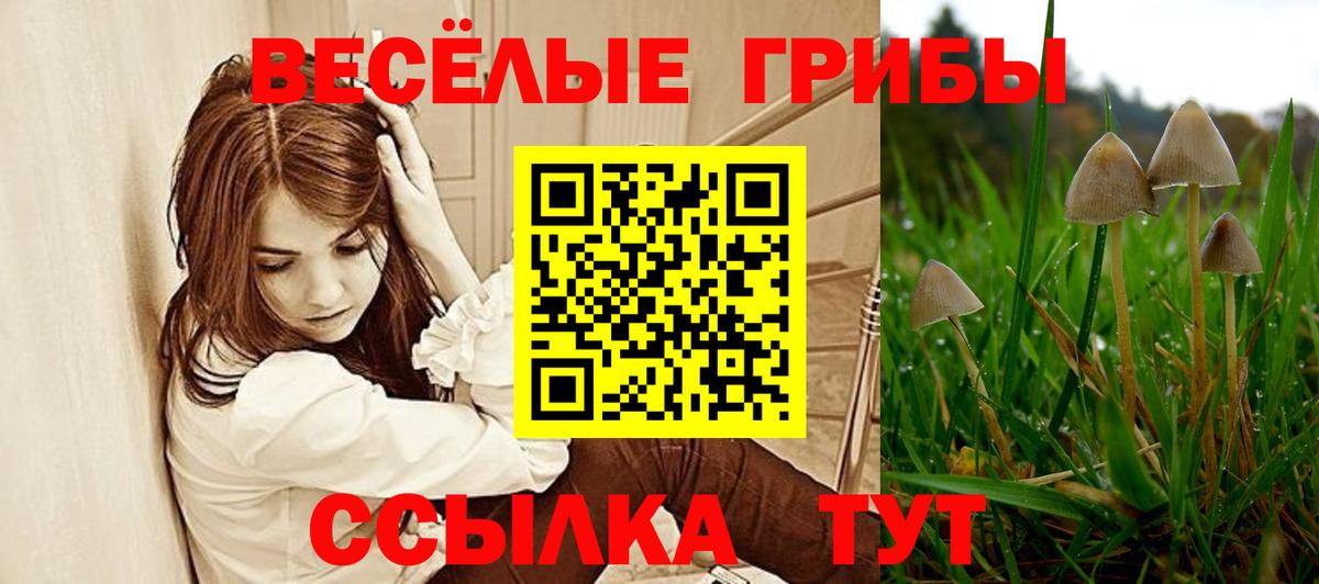 Галлюциногенные грибы Psilocybe  Вход с VPN  Прохладный 